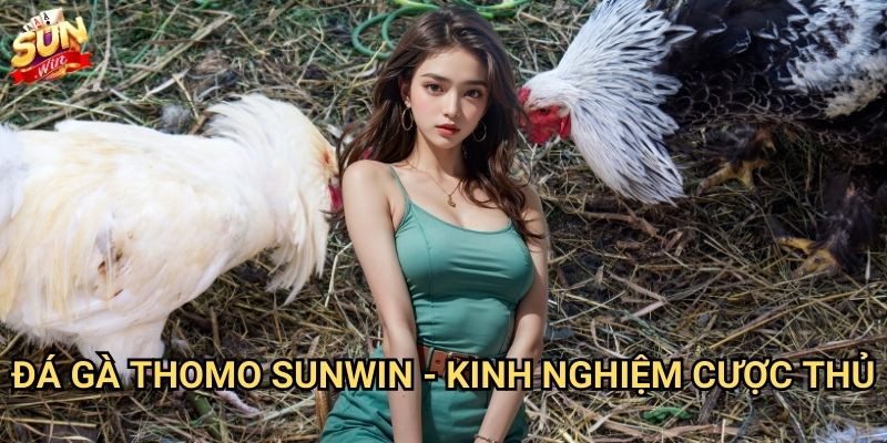 Đá gà Thomo Sunwin - Sân chơi cá cược đá gà uy tín nhất 3 Đá gà Thomo Sunwin - Kinh nghiệm cược thủ
