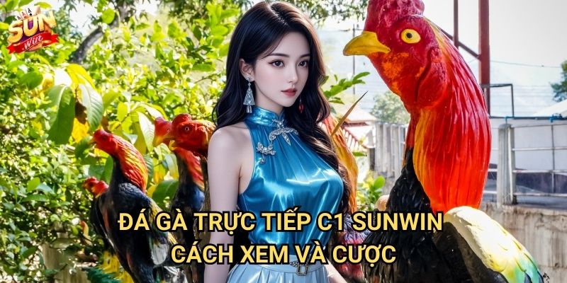 Đá gà trực tiếp C1 Sunwin - Theo dõi đấu gà đỉnh cao 3 Đá gà trực tiếp C1 Sunwin - Cách xem và cược
