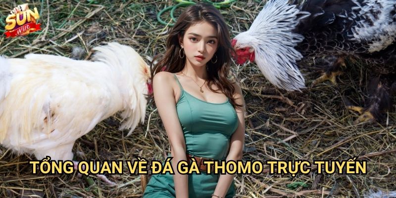 Đá gà Thomo Sunwin - Sân chơi cá cược đá gà uy tín nhất 2 Tổng quan về đá gà Thomo trực tuyến